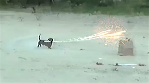 dachshund roman candle|dog stealing roman candle.